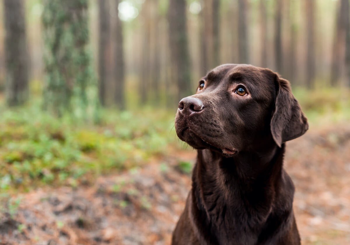 Is A Labrador Retriever The Ideal Dog For Your Family?